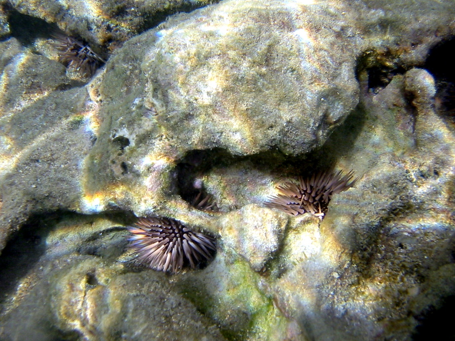 2008, Hanauma Bay, Hawaii