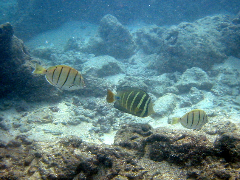 2008, Hanauma Bay, Hawaii