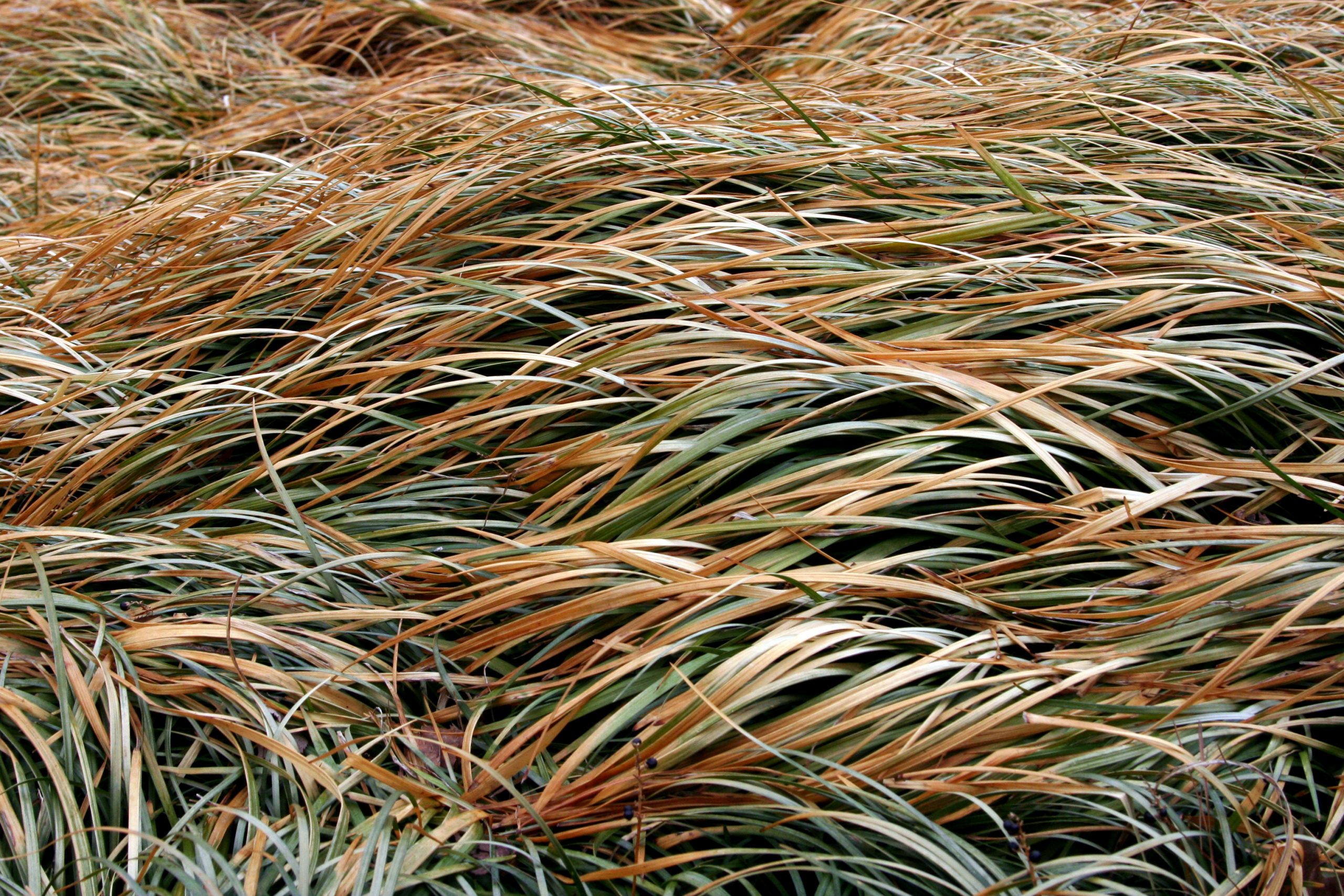 2007, Brooklyn, New York