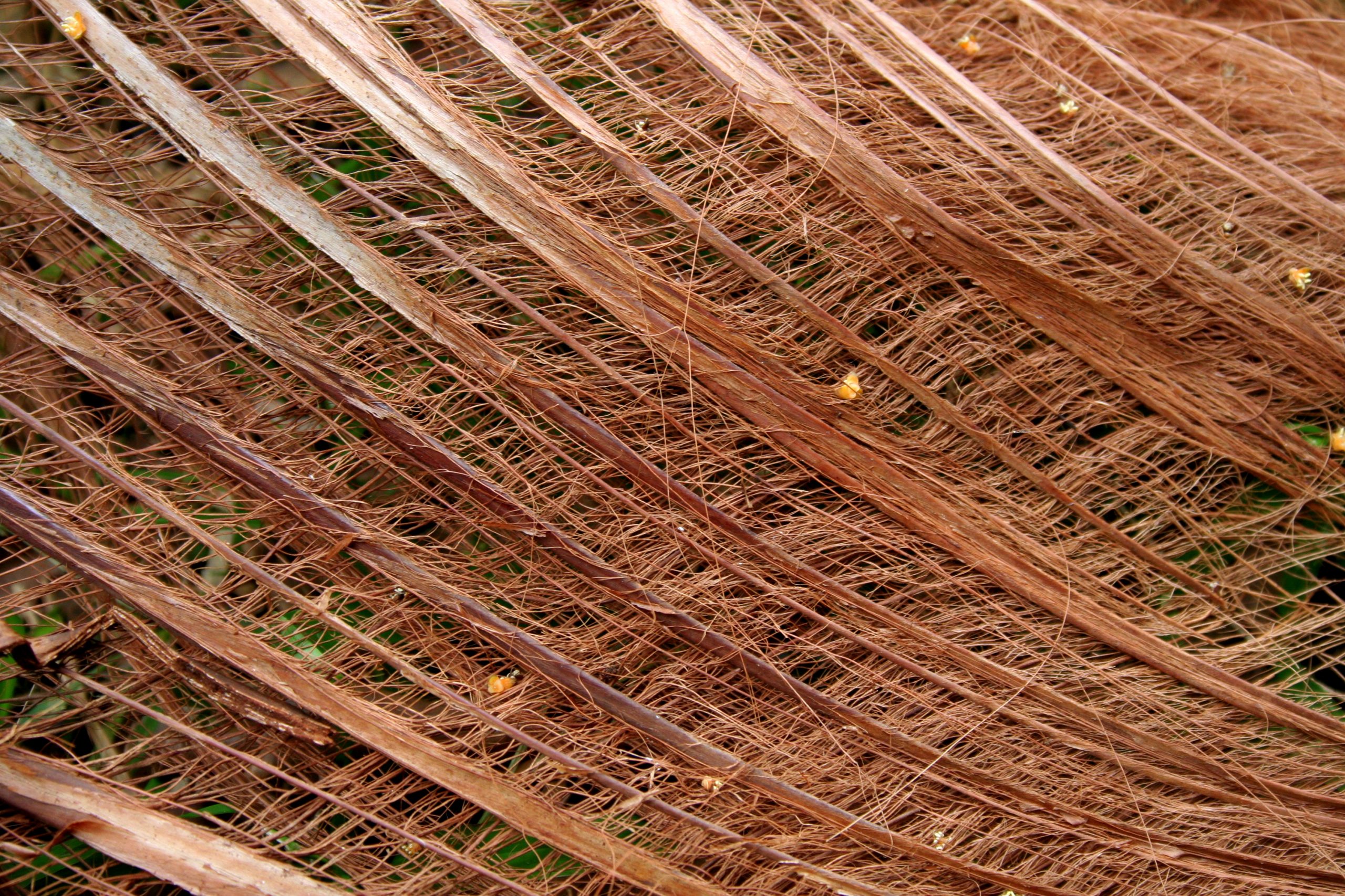 2008, Honolulu, Hawaii