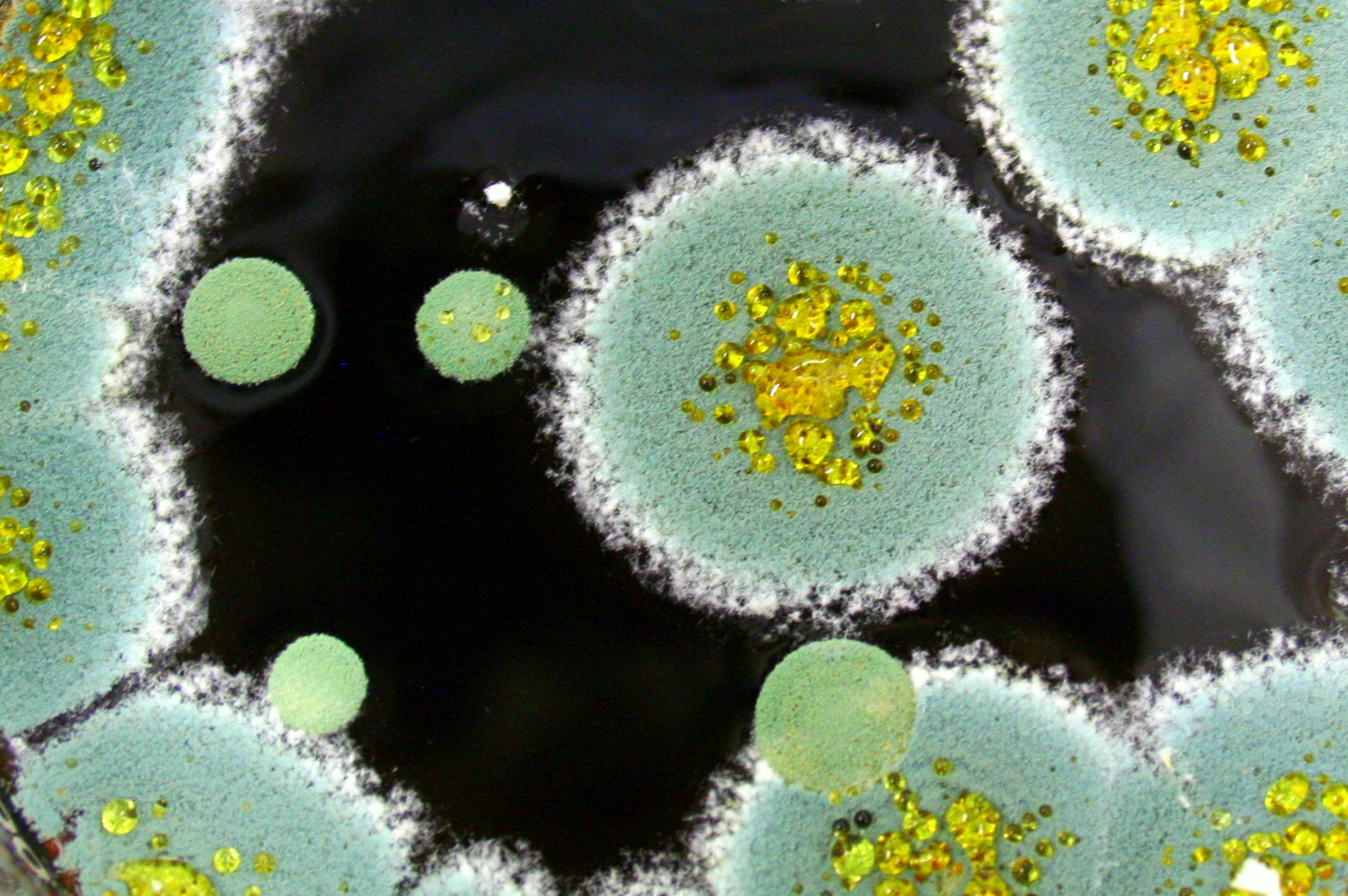 2007, Brooklyn, New York